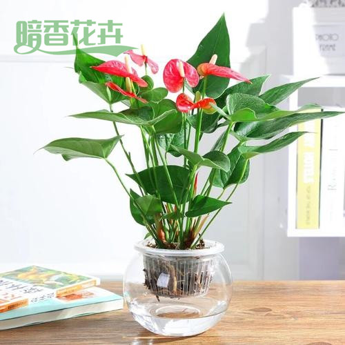 水养红掌-杭州花卉出租，杭州绿植租赁