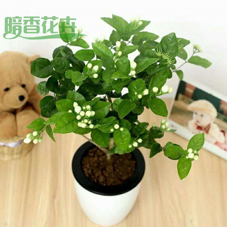 茉莉花-滨江办公室植物租赁 