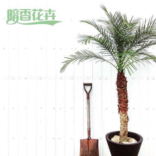 针葵 公司绿植租赁