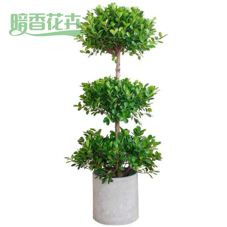 摇钱树 盆栽租赁 办公室租花