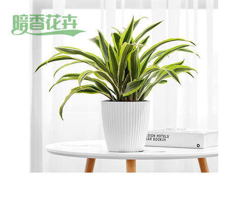 巴西美人-杭州花草出售 