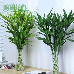 富贵竹、绿植租赁公司