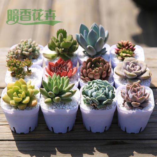 多肉 下沙绿植租赁 花卉租赁