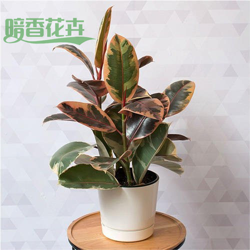 橡皮树-钱江世纪城办公室绿植出租 
