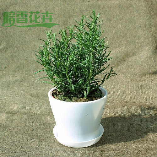 迷迭香-杭州绿色植物租赁-花卉租赁 