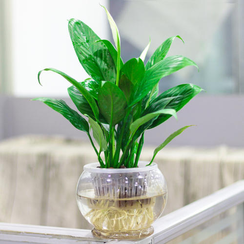 水培一帆风顺、植物租赁