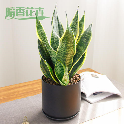 虎皮兰、萧山植物租赁