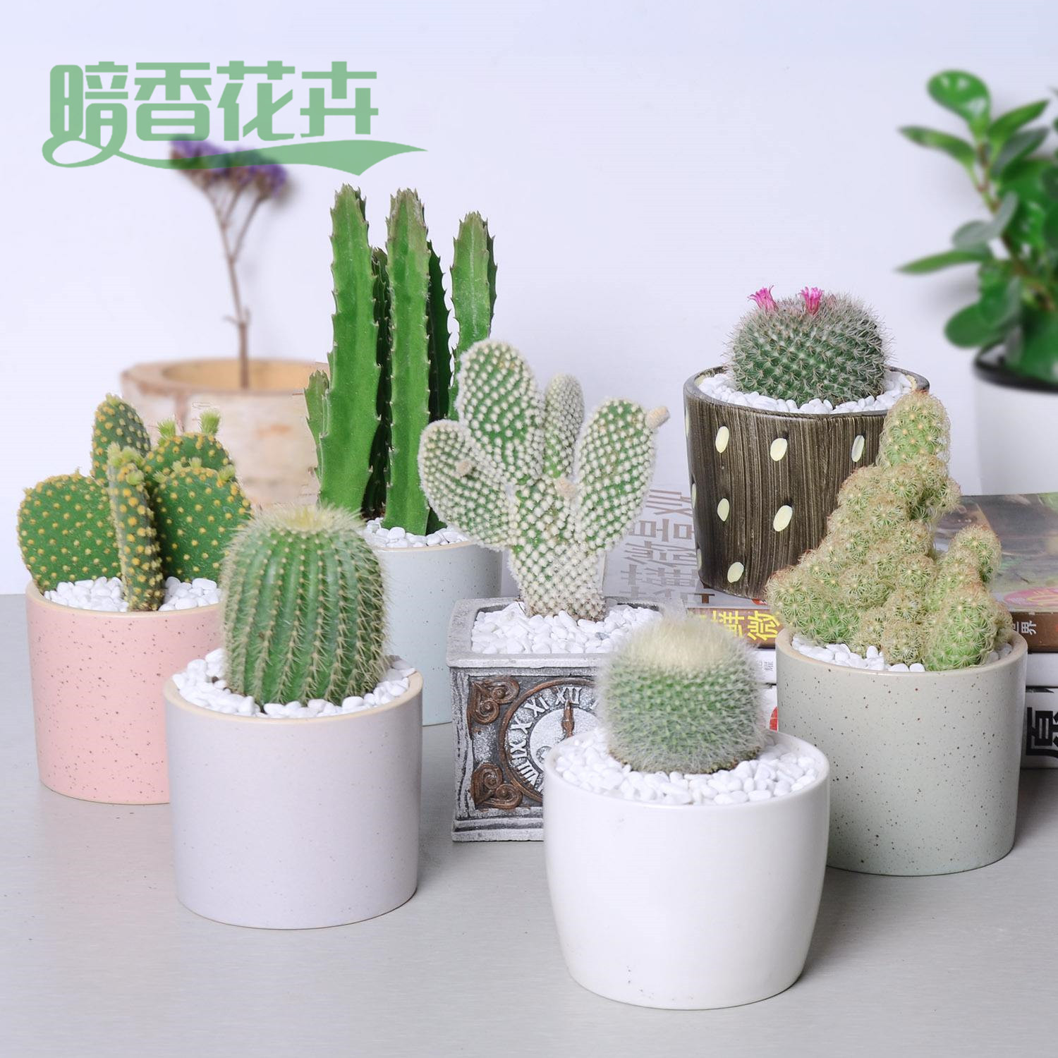 仙人球 三墩绿植租赁
