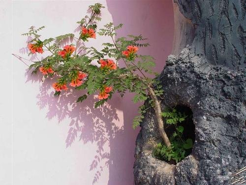 凌霄、爬藤绿植-杭州花卉租摆