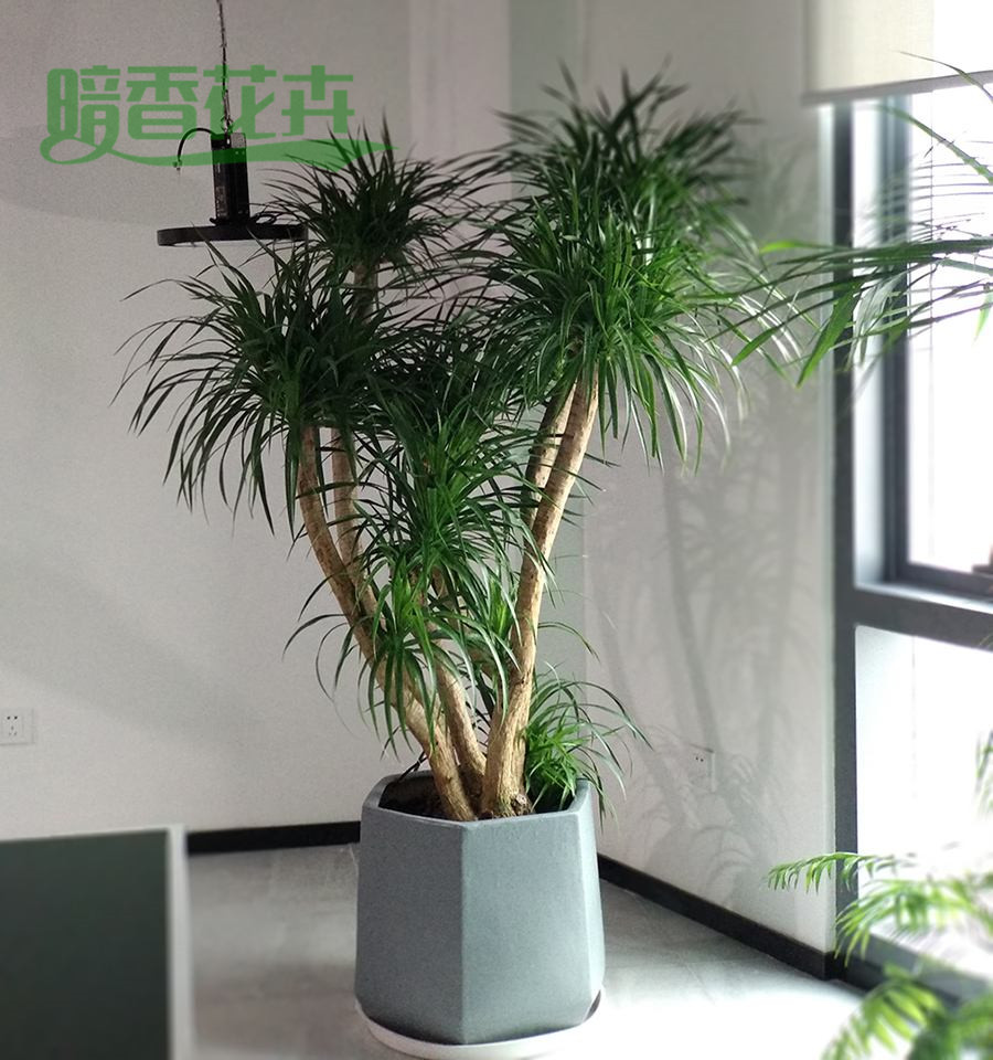 特大龙须树 钱江新城租植物 租花