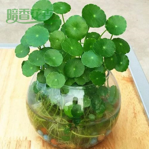 铜钱草-租观叶植物 