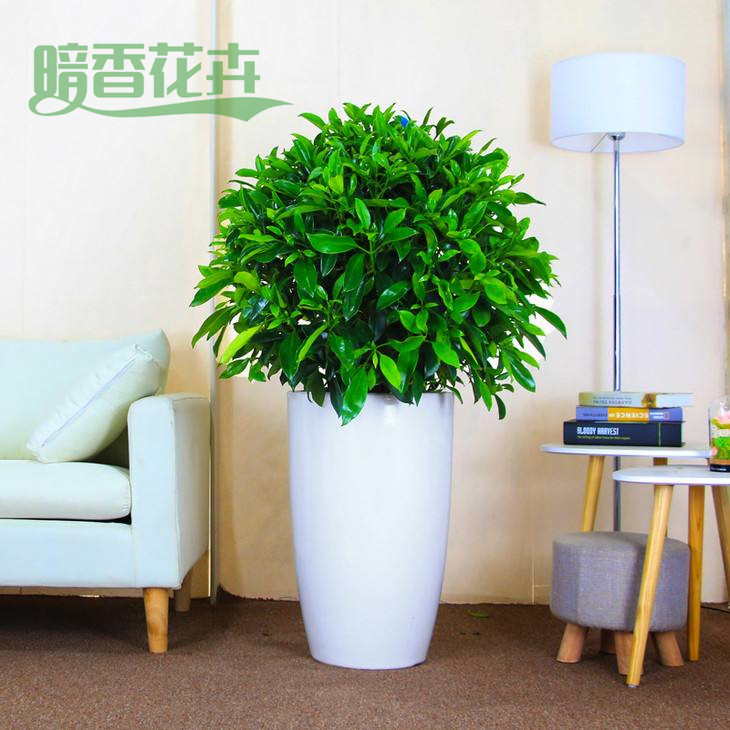 非洲茉莉 九堡绿化租赁