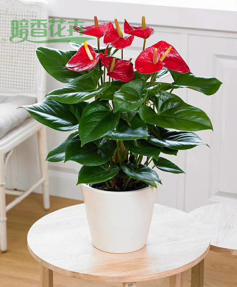 红掌 租赁绿植