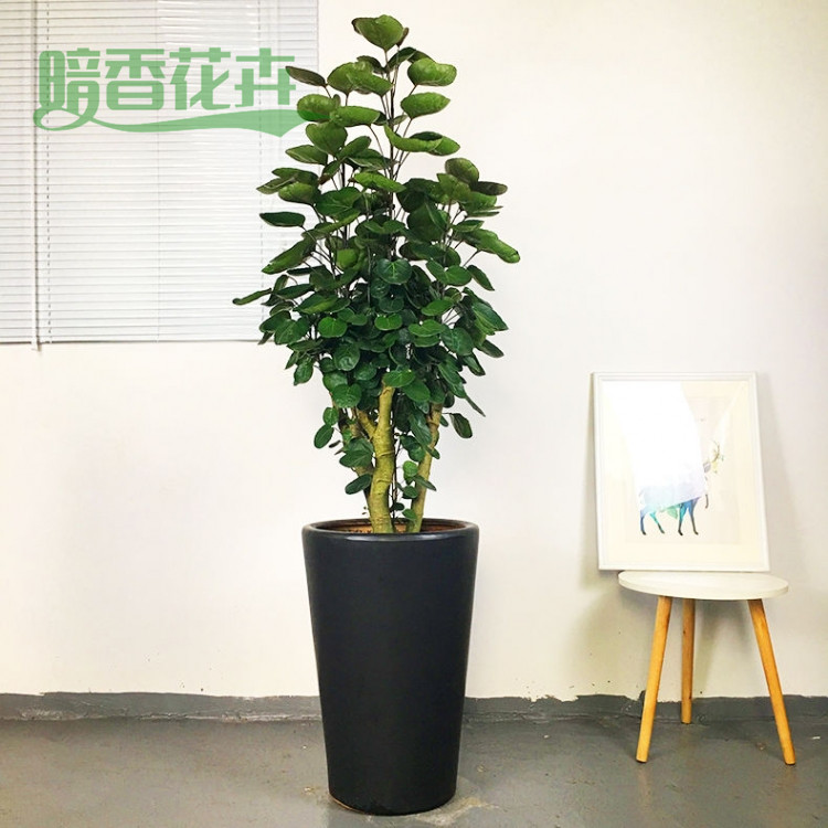 福禄桐 未来城植物租赁 租植物