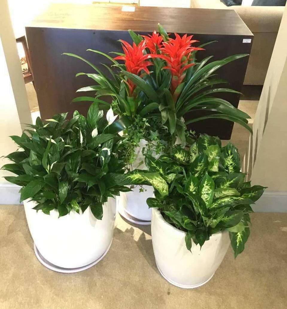 花卉租赁 盆景租赁