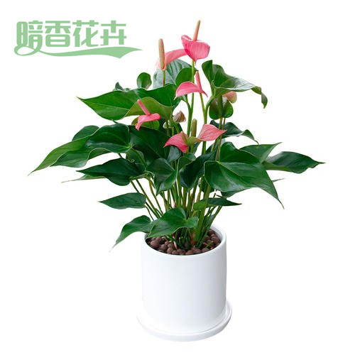 粉掌 出租花卉