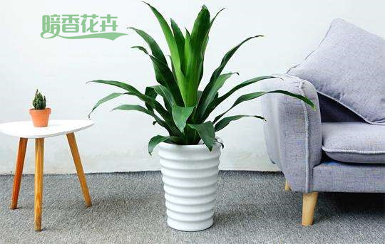 也门铁 家庭园艺 家里养花