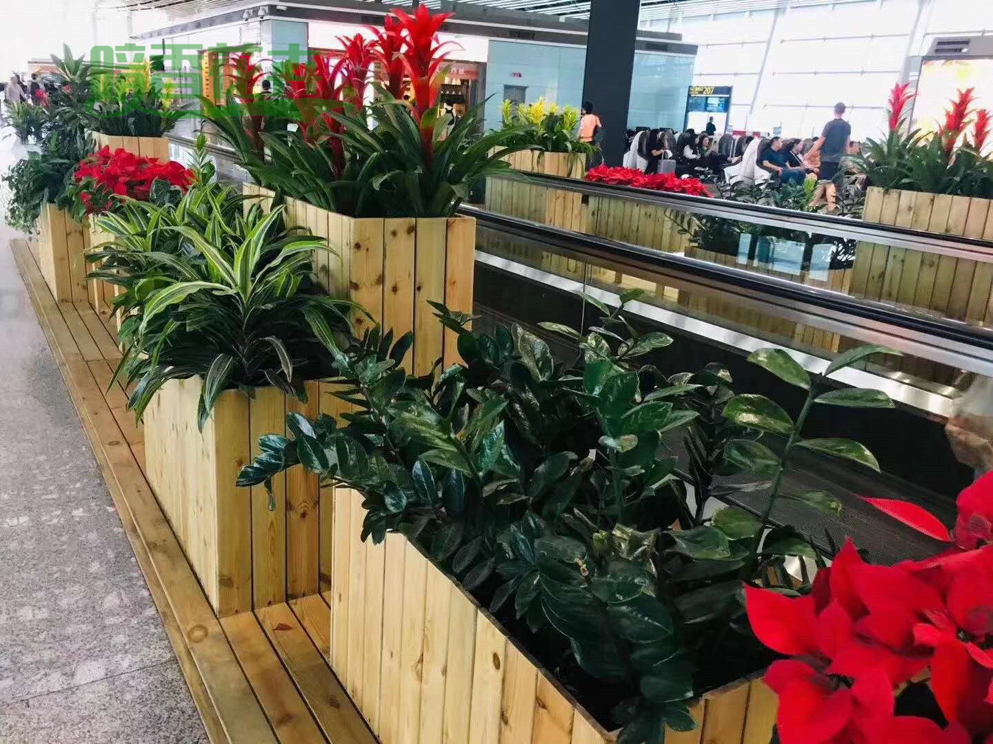 花箱绿植出租 租赁