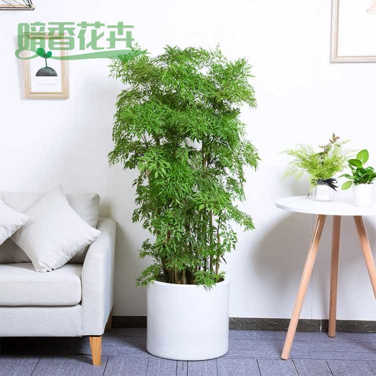 福禄寿 未来城租花 花卉租赁