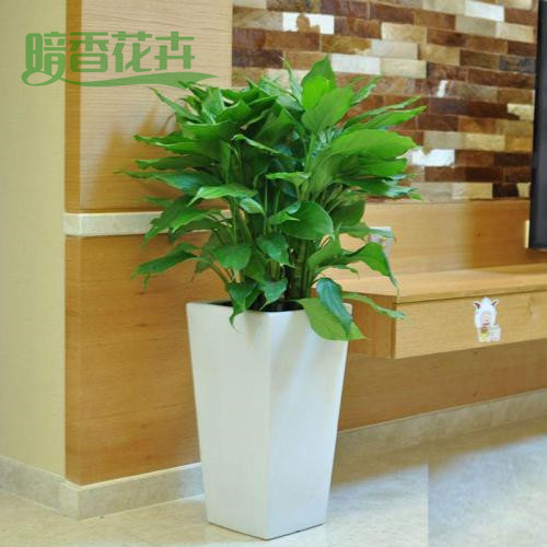 万年青 市场租赁绿植