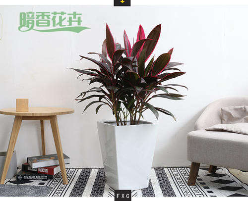 朱焦 景观租赁 盆栽租赁