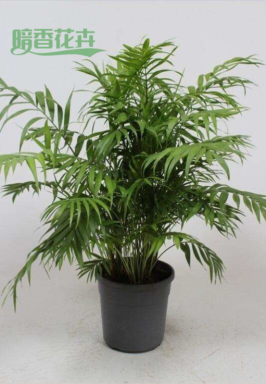 袖珍椰子 办公室租花