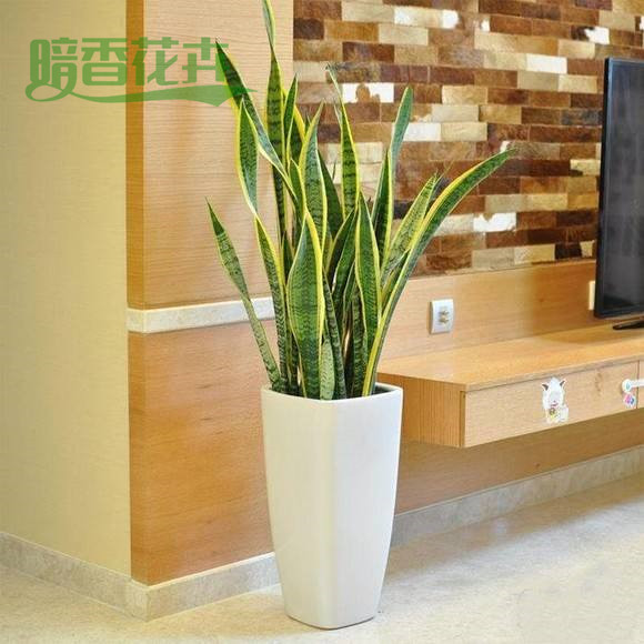 虎皮兰 净化空气好帮手 植物租赁