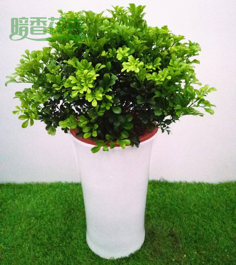 米兰 私人家租花 私家花园养花