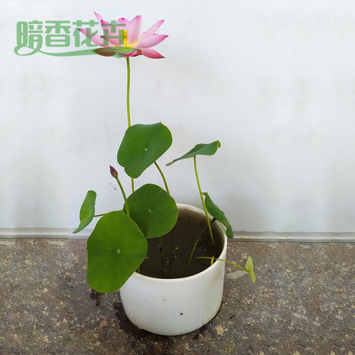 荷花 花草租赁