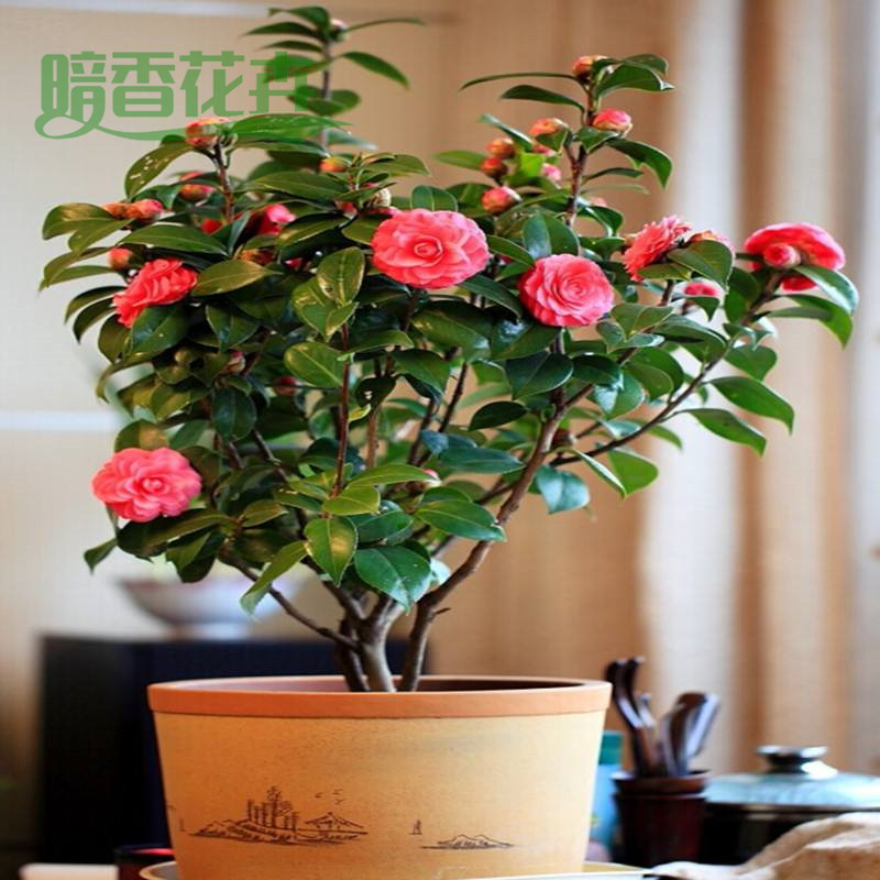 茶花 家庭养花 养护