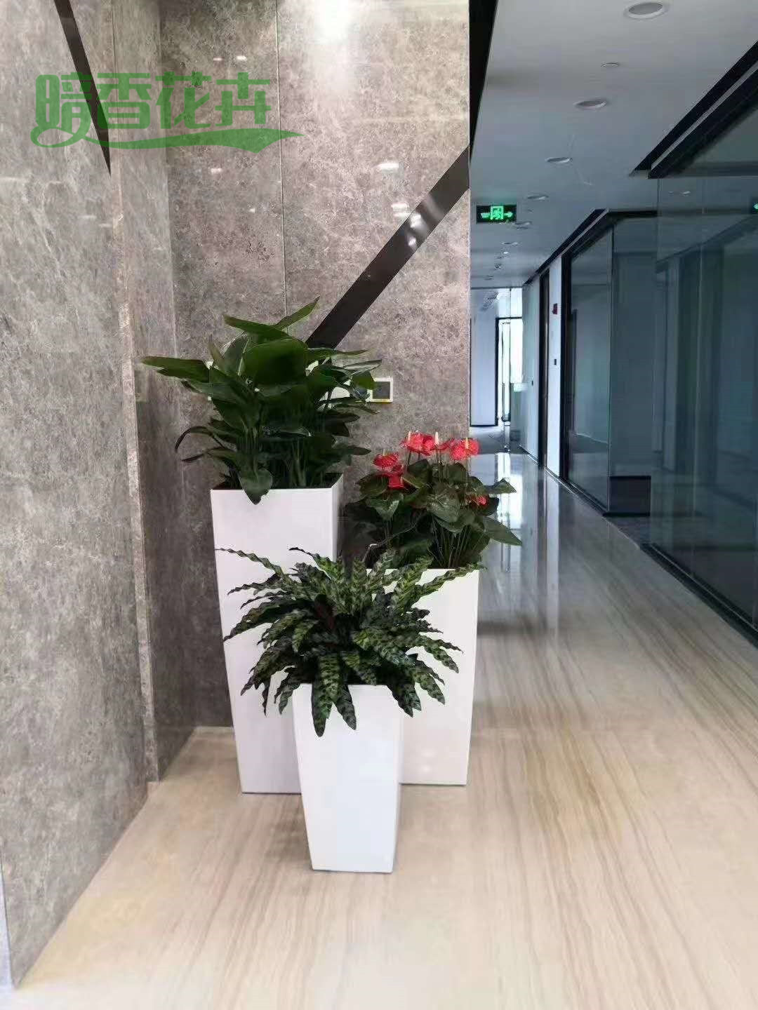 绿植租摆 办公室绿化
