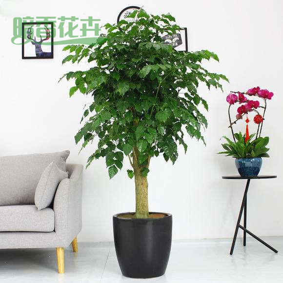 单杆幸福树 临平办公室租花 绿植公司
