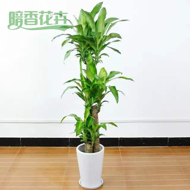 巴西木 临平植物租赁