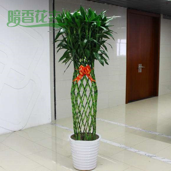 富贵竹笼 市区绿植花卉公司