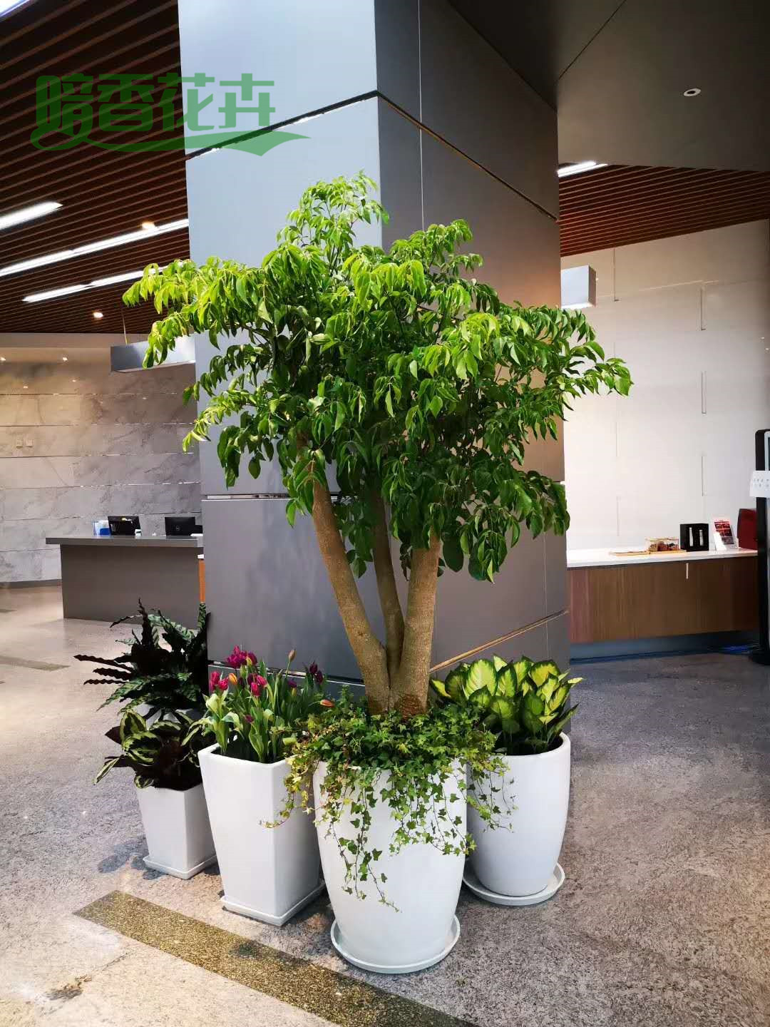 绿植组合 绿化养护