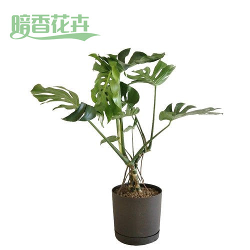 龟背竹 服装公司最爱 租植物