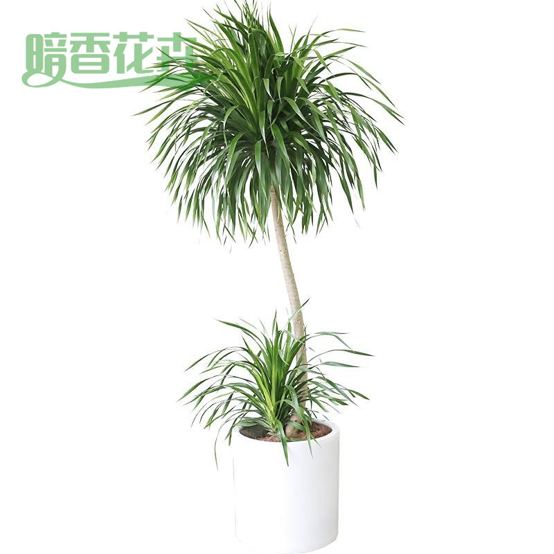 龙须树 云栖小镇绿植租赁公司