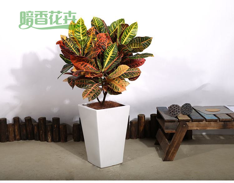 变叶木 花木租赁