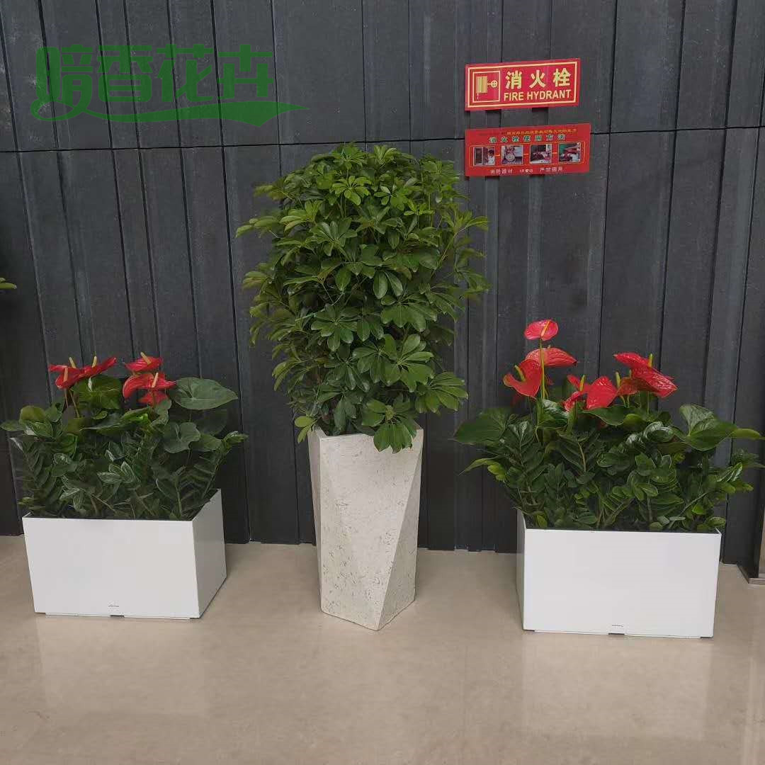 出租花木 租赁绿植