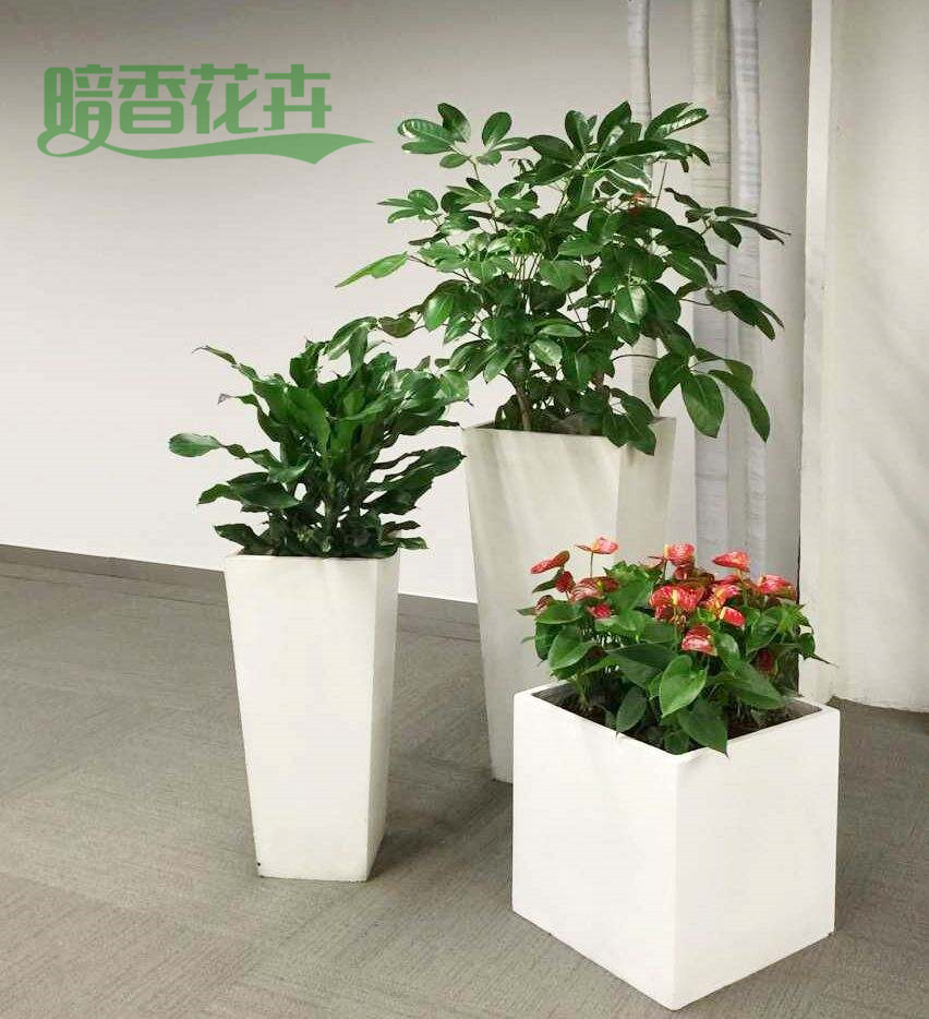 临平绿植租赁 花卉租摆