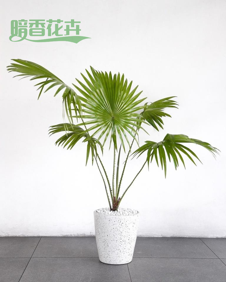 蒲葵 转塘绿植租赁