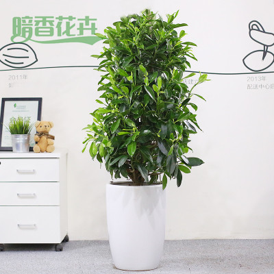 非洲茉莉 九堡绿植公司