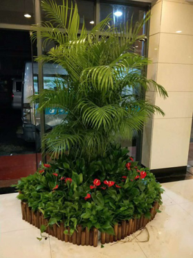 绿植组合 写字楼租赁绿植