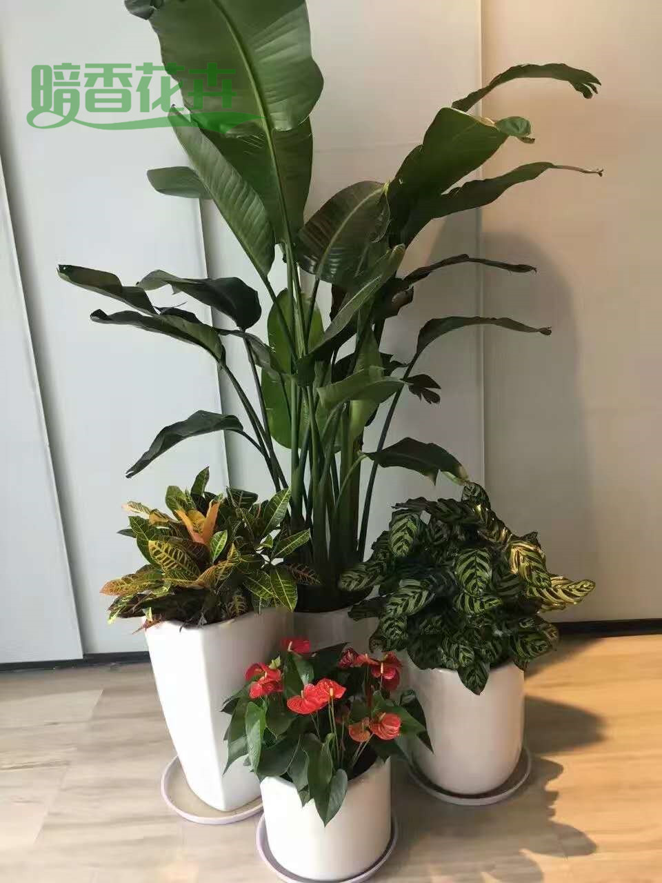 组合设计 萧山绿植租赁
