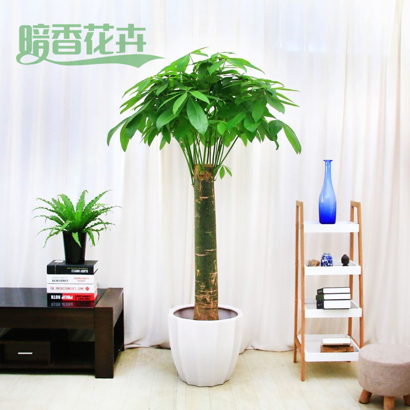 发财树|办公室绿植租赁|绿植租摆